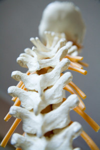 Spine (1)