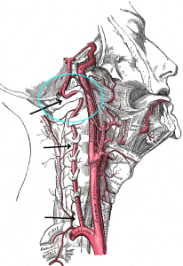 Vertebral_artery