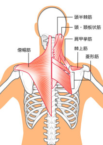 肩こり-の原因になる筋肉ー内臓
